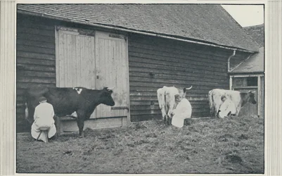 Mungitura delle mucche, 1910