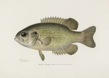 Il pesce persico di scoglio (Ambloplites rupestris) di Sherman F. Denton (1856-1937)
