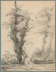 Un gruppo di alberi