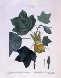 Albero di tulipano americano (Liriodendron tulipifera), Henry Louis Duhamel du Monceau, tavola botanica di Pierre Joseph Redouté