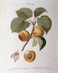 Albicocco (Armeniaca vulgaris o Prunus armeniaca), tavola botanica di Pierre Joseph Redouté