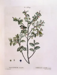 Mirtillo (Vaccinium myrtillus), tavola botanica di Pierre Joseph Redouté