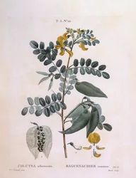Senna vesicaria (Colutea arborescence), tavola botanica di Pierre Joseph Redouté