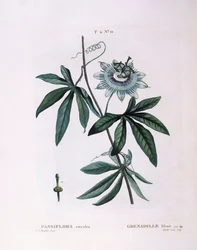 Passiflora blu (Passiflora caerulea), tavola botanica di Pierre Joseph Redouté