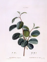 Spino cervino (Rhamnus alpinus), tavola botanica di Pierre Joseph Redouté