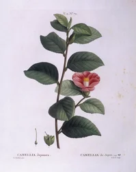 Camelia (Camellia japonica), tavola botanica di Pierre Joseph Redouté