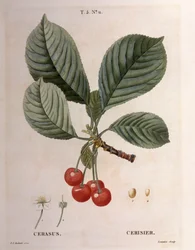 Ciliegio (Cerasus), Henry Louis Duhamel du Monceau, tavola botanica di Pierre Joseph Redouté