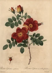 Rosa di rame, Rosa eglanteria