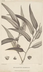 Eucalyptus Globulus da 