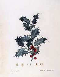 Agrifoglio europeo (Ilex aquifolium), Henry Louis Duhamel du Monceau, tavola botanica di Pierre Joseph Redouté