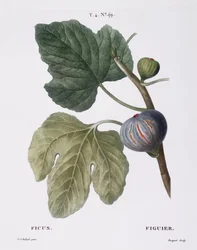 Fico (Ficus), tavola botanica di Pierre Joseph Redouté