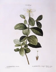 Gardenia (Gardenia florida), tavola botanica di Pierre Joseph Redouté