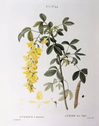 Maggiociondolo (Cytisus laburnum), tavola botanica di Pierre Joseph Redouté