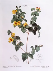 Platylobium formosum, Henry Louis Duhamel du Monceau, tavola botanica di Pierre Joseph Redouté