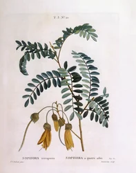 Kowhai (Sophora tetraptera o Edwardsia grandiflora), tavola botanica di Pierre Joseph Redouté