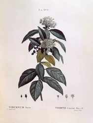 Laurustinus (Viburnum tinus), tavola botanica di Pierre Joseph Redouté