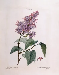 Lillà (Syringa vulgaris), tavola botanica di Pierre Joseph Redouté