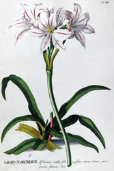 Giglio, Lilio Narciso