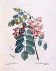 Robinia (Robinia rosea), Henry Louis Duhamel du Monceau, tavola botanica di Pierre Joseph Redouté