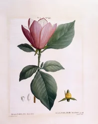 Magnolia (Magnolia discolour), tavola botanica di Pierre Joseph Redouté