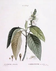 Noce di Malabar (Justicia adhatoda), tavola botanica di Pierre Joseph Redouté