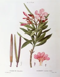 Oleandro (Nerium oleander), Henry Louis Duhamel du Monceau, tavola botanica di Pierre Joseph Redouté