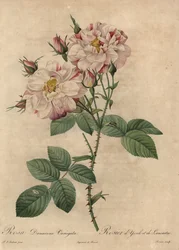 Rosa damascena rosa e bianca