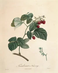Lampone di Pierre Joseph Redouté