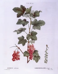 Ribes rosso (Ribes rubrum), Henry Louis Duhamel du Monceau, tavola botanica di Pierre Joseph Redouté