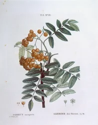 Sorbo o sorbo degli uccellatori (Sorbus aucuparia), Henry Louis Duhamel du Monceau, tavola botanica di Pierre Joseph Redouté