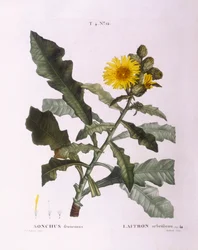 Crespigno (Sonchus fruticosus), tavola botanica di Pierre Joseph Redouté