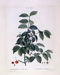 Fusaggine (Euonymus verrucosus), tavola botanica di Pierre Joseph Redouté