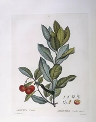 Corbezzolo (Arbutus unedo), tavola botanica di Pierre Joseph Redouté
