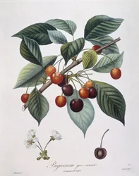 Ciliegio (Prunus avium) "Bigarreau" Henry Louis Duhamel du Monceau, tavola botanica di Pierre Antoine Poiteau