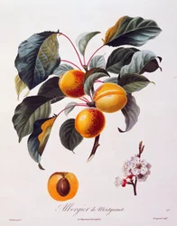 Frutti e fiori di albicocca Albergier De Montgamet, circa 1846, incisione colorata di Pierre-Antoine Poiteau da Pomologie Francaise, Francia