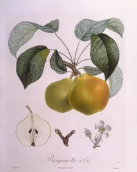 Pera "Bergamotto", tavola botanica di Pierre Antoine Poiteau