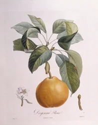 Pera "Doyenné roux", tavola botanica di Pierre Antoine Poiteau