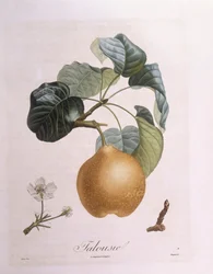 Pera "Talousie", tavola botanica di Pierre Antoine Poiteau