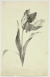 Tulipano