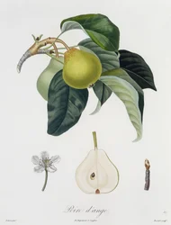 Pera d’angelo, incisa da Bocourt, pubblicata nel 1755