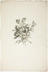 Bouquet con tulipani, dalla Collezione di diversi bouquet di fiori, inventati e disegnati da Jean Pillement e incisi da P. C. Canot
