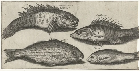 Pesce capra, persico, ghiozzo e un pesce sconosciuto