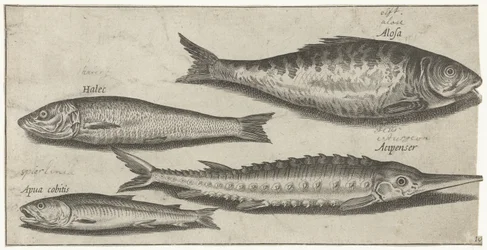Pesce elfo, storione, pesce ghiaccio e un