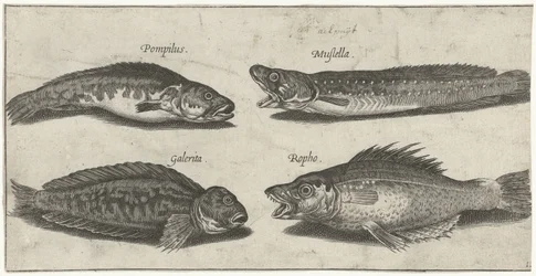 Molva, cernia, bavosa cornuta e un pesce nero; Pesci (titolo della serie); Piscivm vivae icones (titolo della serie)