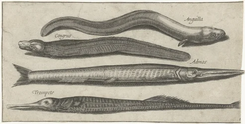 Aguglia, pesce ago, anguilla e un