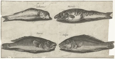 Ghiozzo, pesce capone, merluzzo e un altro pesce