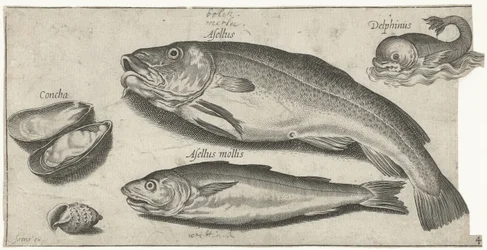 Merluzzo, merlano, un delfino e conchiglie (Pesci)