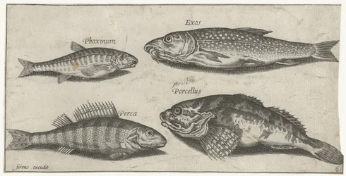 Carpa, alborella, pesce gatto e un persico