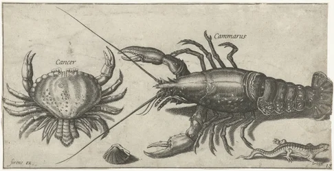 Aragosta, granchio, salamandra e una conchiglia