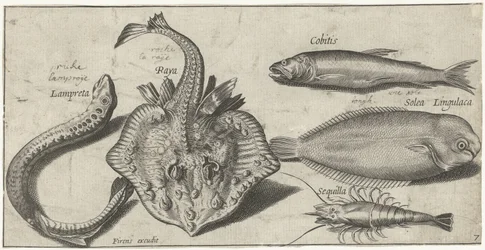 Razza, lampreda, gambero e altri due pesci Pesci (titolo della serie) Piscivm vivae icones (titolo della serie)